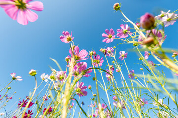Obraz na płótnie Canvas Royalty high quality free stock image. Close-up Pink Sulfur Cosmos flowers blooming on garden plant in blue sky background