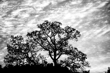 Obraz premium Black and White Photo of a Tree Silhouetted at Sunset on the Mekong River Bank, Thailand, Southeast Asia