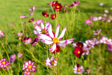 Obraz premium Royalty high quality free stock image. Close-up Pink Sulfur Cosmos flowers blooming on garden plant in blue sky background