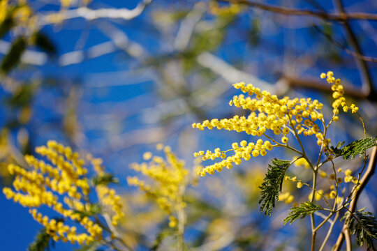 Yellow flowers of a mimosa tree on a background of blue sky.