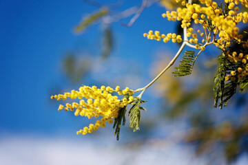 Yellow flowers of a mimosa tree on a background of blue sky