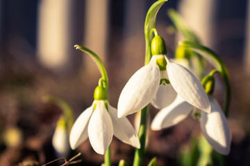 Blooming snowdrops in the garden in February