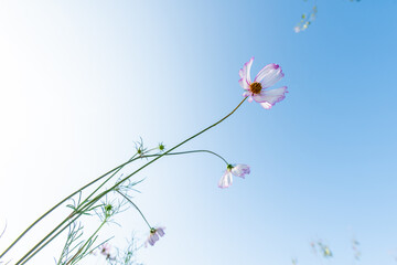 Close-up Pink Sulfur Cosmos flowers blooming on garden plant on blue background

