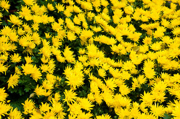Flowers at The Temple of Literature in Hanoi, Vietnam, Southeast Asia