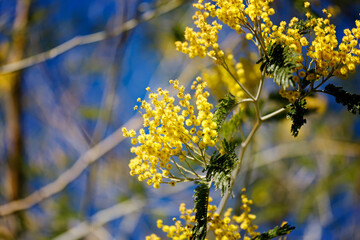 Yellow flowers of a mimosa tree on a background of blue sky.