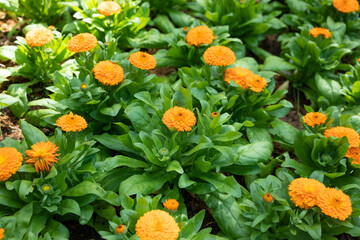Beautiful yellow flower close up in the garden