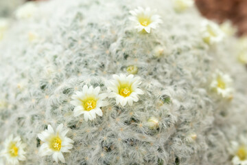 White cactus flower close up in the garden