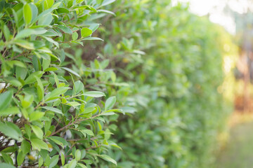 Fototapeta na wymiar Blur plant green leaf in garden with bokeh background