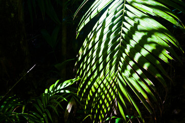 Fototapeta premium Shadow of a Fern on Another Fern in a Forest on Fraser Island, Queensland, Australia
