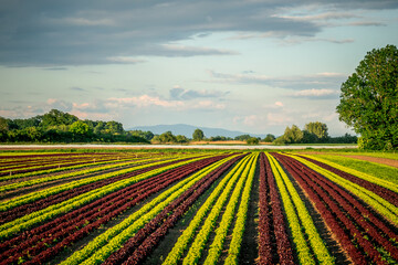 Colorful field of lettuce on a large agricultural field in Bavaria