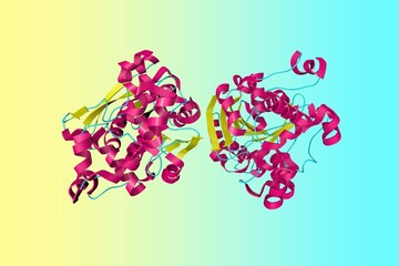 Crystal structure of human gastric lipase. Ribbons diagram in secondary structure coloring based on protein data bank entry 1hlg. 3d illustration