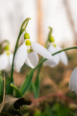 Blooming snowdrops in the garden in February