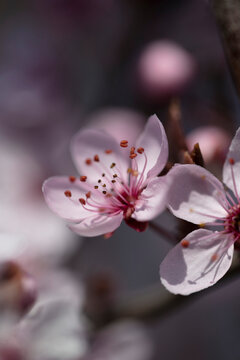 kwiaty wiosna wiśnia , kwiat kwitnącej wiśni © Izabela