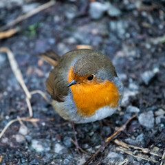 Robin Close Up - Winter