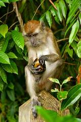 long tailed macaque playing on trees