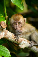 long tailed macaque playing on trees