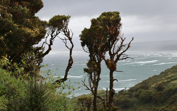 The typical vegetation of the island of Chiloe, Chile