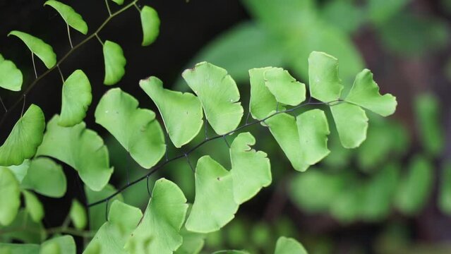 Adiantum raddianum (also called suplir kelor, Delta maidenhair fern) with a natural background. The genus name Adiantum comes from the Greek word "adiantos", meaning "unwetted"