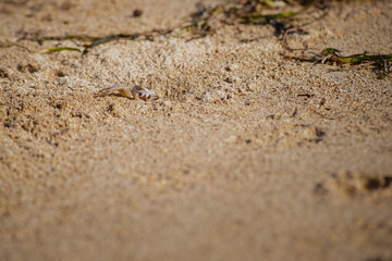 Small White Sand Crab on Kuta Beach, Kuta Lombok, West Nusa Tenggara, Indonesia, Asia, background with copy space