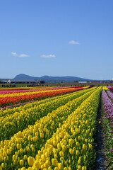 Fototapeta na wymiar Large field of tulips with multiple colors 