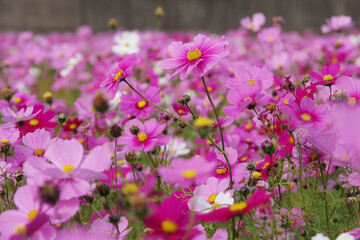 Obraz premium コスモス畑
