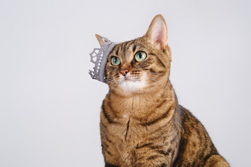 Funny tabby cat with a crown hung on the ear. Brown domestic cat dressed like a princess. Selective focus