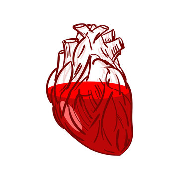 transparent heart with blood. Anatomical heart with corvia inside