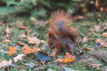 squirrel in autumn