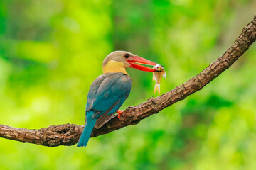 Kingfisher on a branch in the forest of Thailand