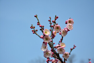 groups of plum blossoms on the branch under sunny blue sky day