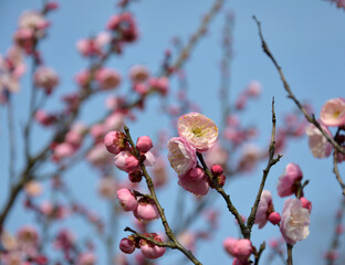 pink plum blossoms on the tree branch in the garden in sunny blue day