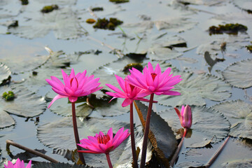 pink water lily