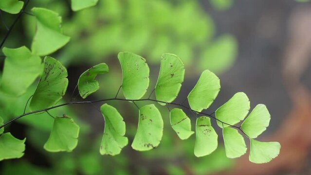 Adiantum raddianum (also called suplir kelor, Delta maidenhair fern) with a natural background. The genus name Adiantum comes from the Greek word "adiantos", meaning "unwetted"