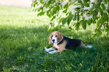 A cute beagle dog is resting on the green grass in the shade of a bird cherry bush.