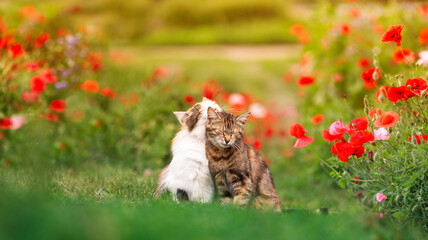 two cute cats walking in a summer sunny garden on green grass in surrounded by red poppy flowers and caressed
