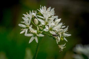 First spring flowers, Colorful flowers and plants in the garden, Spring sunlight