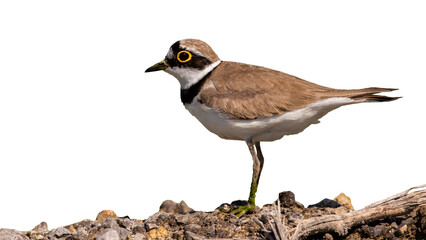 Little ringed plover, charadrius dubius, looking on stones isolated on white background. Brown bird standing on ground with copy space. Wader animal watching on rocks.