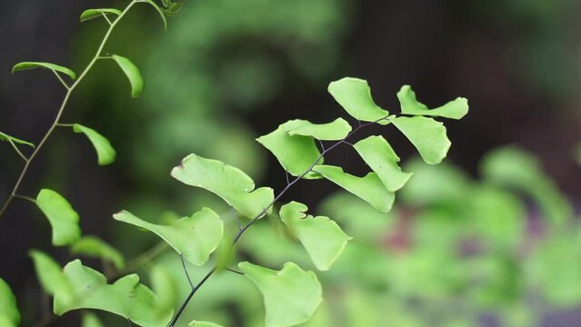 Adiantum raddianum (also called suplir kelor, Delta maidenhair fern) with a natural background. The genus name Adiantum comes from the Greek word "adiantos", meaning "unwetted"