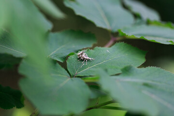 小さな命の性交
