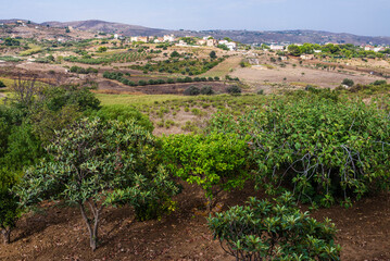 Fototapeta na wymiar Olive and lemon trees in the countryside surrounding Agrigento, Sicily, Italy, Europe