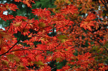 Autumn leaves in the park.