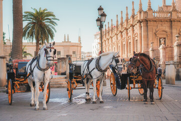 horse carriage in front of cathedral in old city