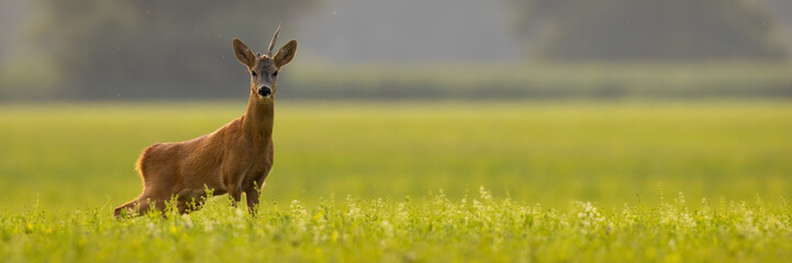 Roe deer, capreolus capreolus, looking to the camera on field in panoramic shot. Buck with broken antler standing on glade with copy space. Brown mammal staring on grassland with space for text.