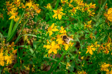 First spring flowers, Colorful flowers and plants in the garden, Spring sunlight