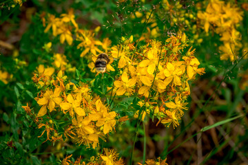 First spring flowers, Colorful flowers and plants in the garden, Spring sunlight
