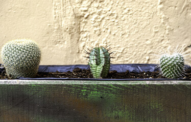 Exotic potted cacti