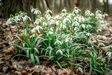First spring flowers, Colorful flowers and plants in the garden, Spring sunlight
