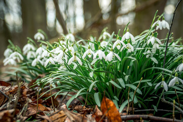 First spring flowers, Colorful flowers and plants in the garden, Spring sunlight