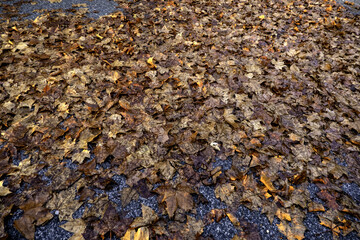 Dry autumn leaves