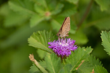 Indian Palm Bob feeding on a purple flower